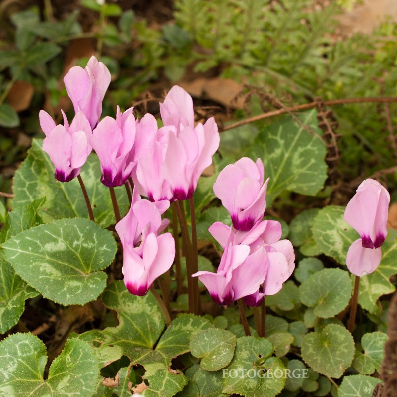 Cyclamen_DSC6953.jpg