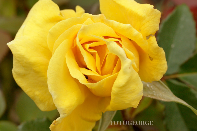 Yellow-Rose_DSC6844.jpg