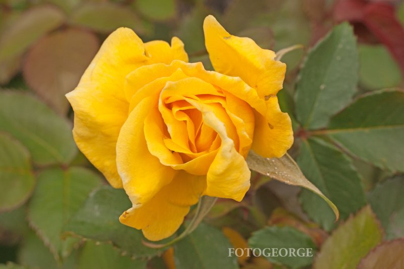 Yellow-Rose_DSC6903.jpg