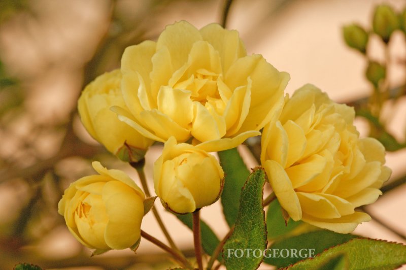 Yellow-Tree-Rose_DSC6871.jpg