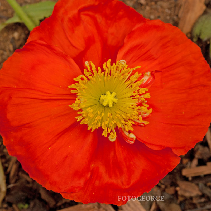 Poppy_DSC7027.jpg