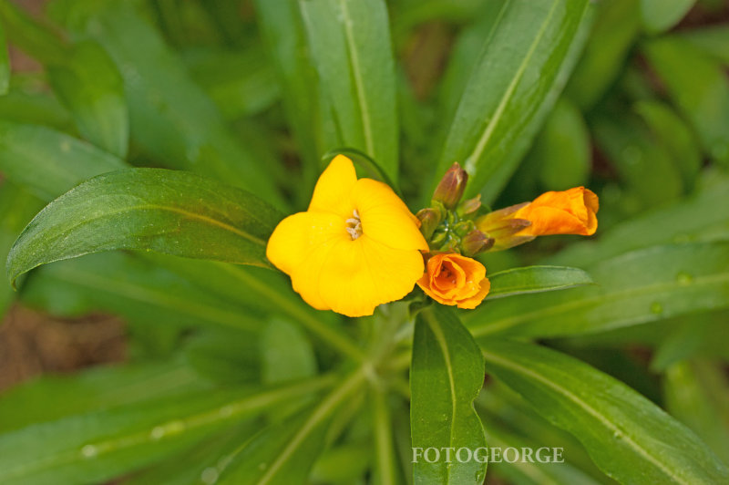 WallFlower_DSC7068.jpg