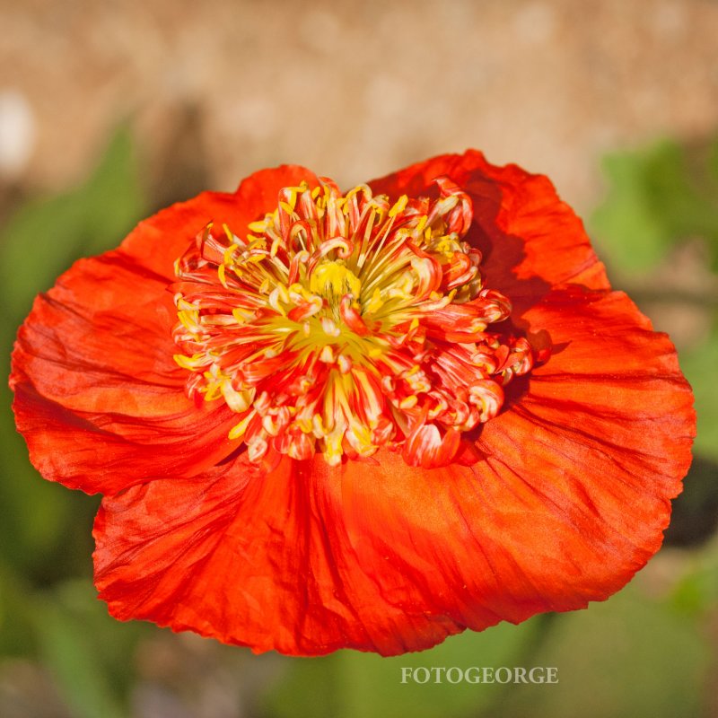 Orange Poppy_DSC7186.jpg