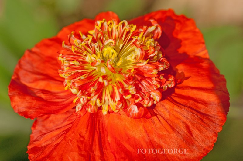 Orange Poppy_DSC7207.jpg