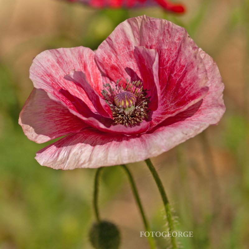 Papaver rhoeas PICT0043.jpg