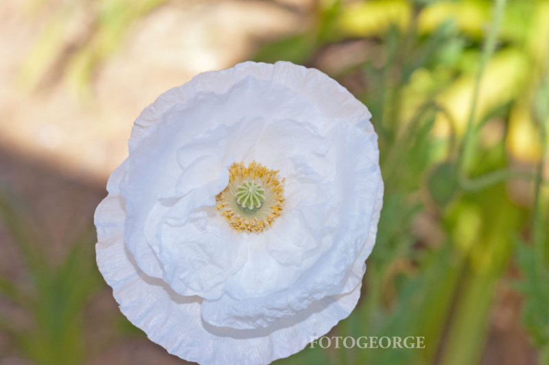 white-papaver-rhoeas-PICT0013.jpg