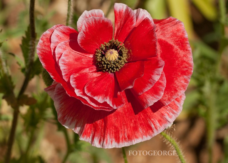 Papaver-rhoeas_DSC7445.jpg