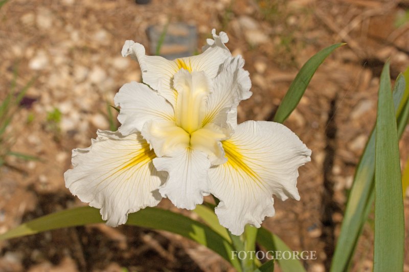 White-Bearded-Iris_DSC7383.jpg