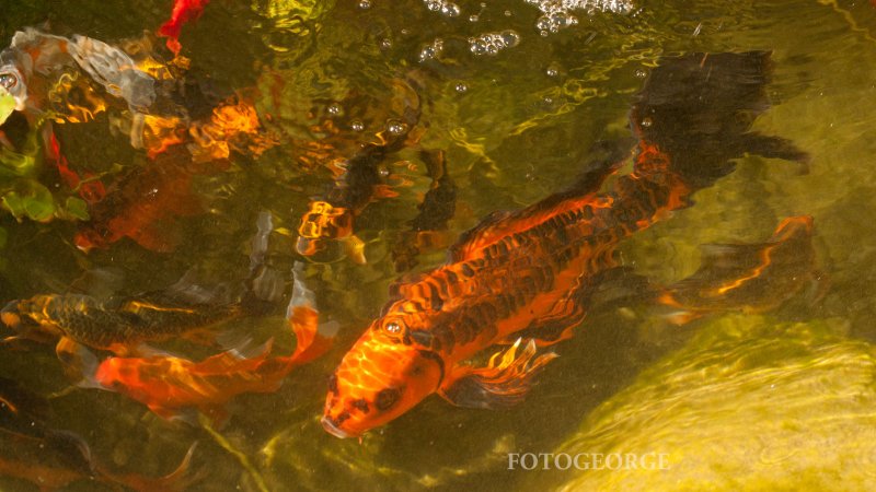 KOI_DSC7733.jpg