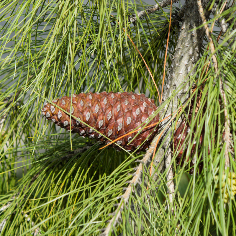 pine-cone-DSC02603.jpg