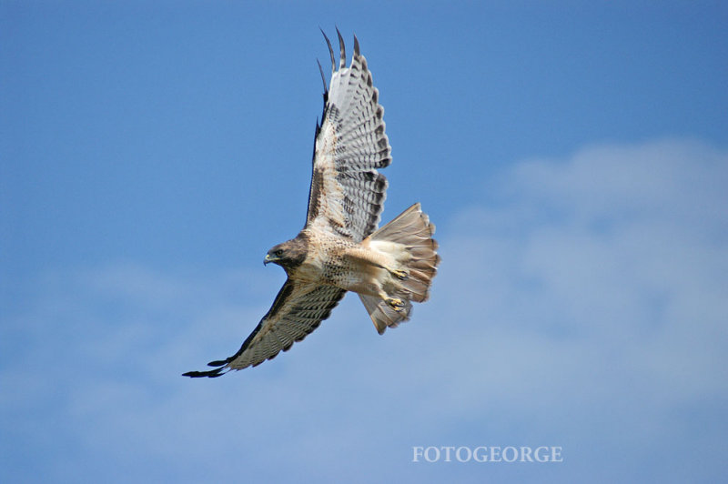 coopers-hawk-PICT0223-copy.jpg