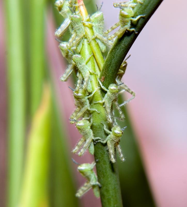 Baby Grasshoppers on Iris plant