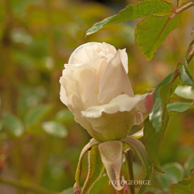 White-Rose_DSC6920.jpg