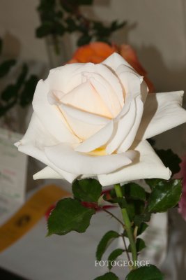g4/71/631071/3/134060916.zYxbqozU.jpg