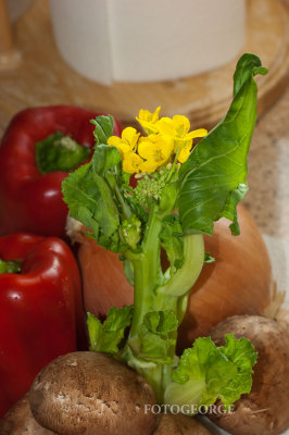 BokChoysalad_DSC7356.jpg