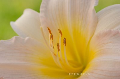 IvoryDaylilly_DSC7617.jpg