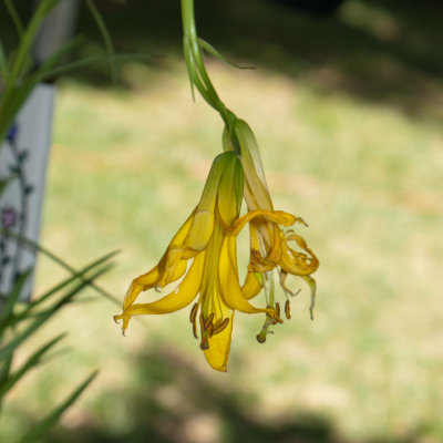 Lemon Lilly from Idylwilde_DSC8241.jpg