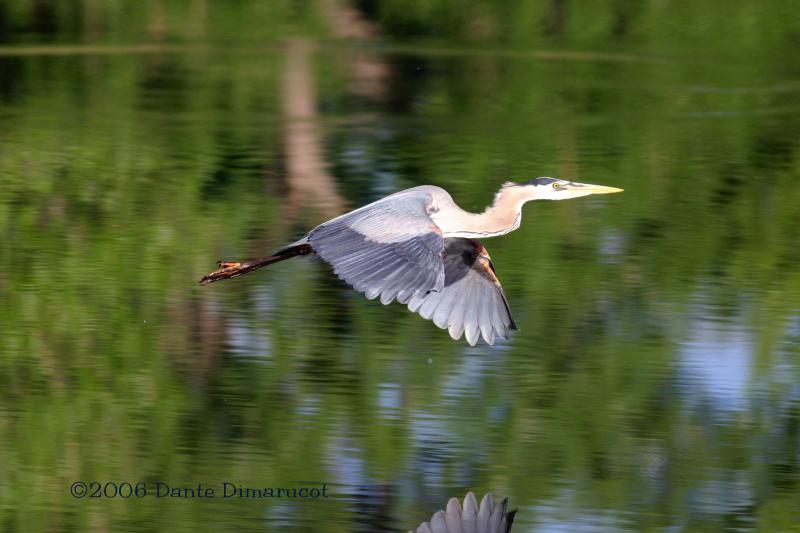 Blue Heron flight