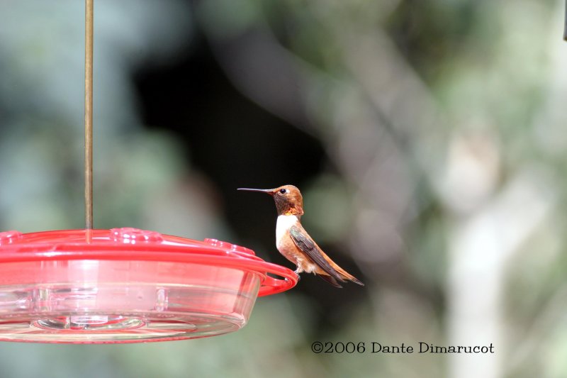 Rofous Hummingbird