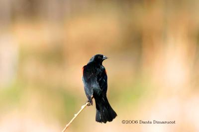 Red-winged blackbird (w/ sound)