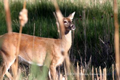 White Tailed Deer