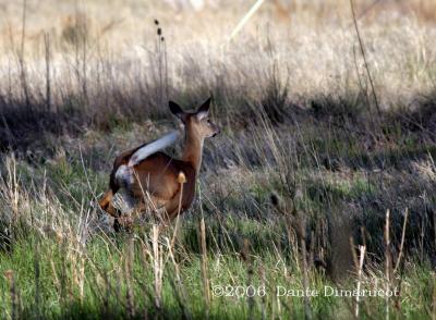 White Tailed Deer  running