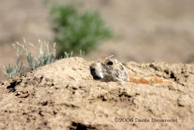 Prairie Dog