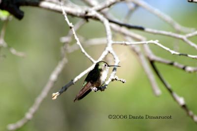 Female Broad Tailed Hummingbird