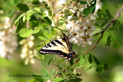 West Tiger Swallowtail  Butterfly on black locust tree flowers