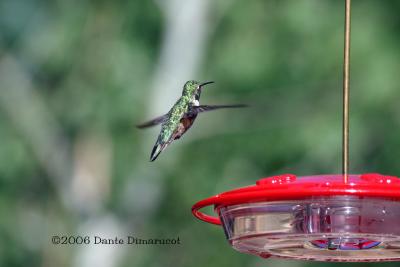 Broad Tailed Hummingbird