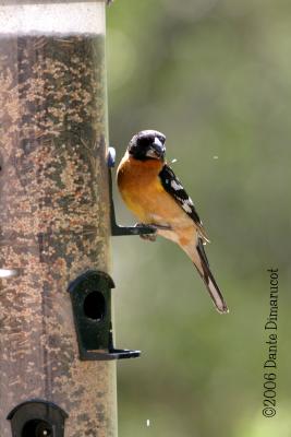 Spotted Towhee on feeder