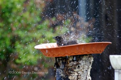 Common Grackle cooling off
