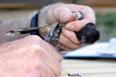 Banding a spotted towhee