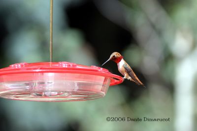 Rofous Hummingbird