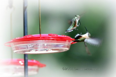 Dueling Hummers