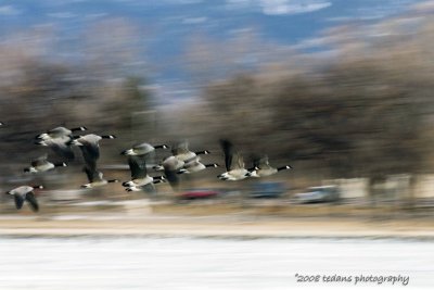 Canadian Geese flight
