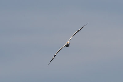 Australasian Gannet