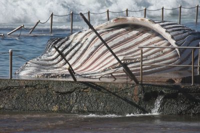 Dead Whale at Newport Beach, Sydney