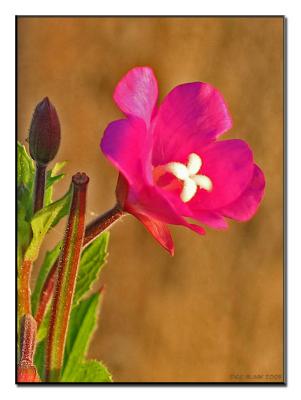 IMG_1713db.jpg