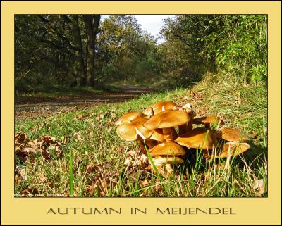 Meijendel autumn.jpg