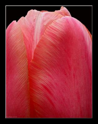 Tulip (2).jpg
