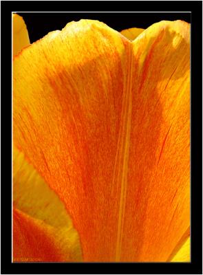 Tulip (3).jpg