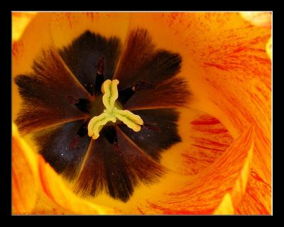 Tulip (7).jpg