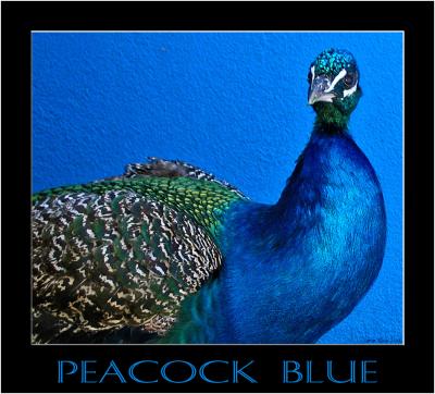 Peacock Blue.jpg