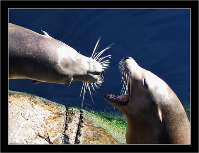 A day at the zoo_Blijdorp_001.jpg