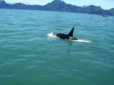 Orca in Resurrection Bay