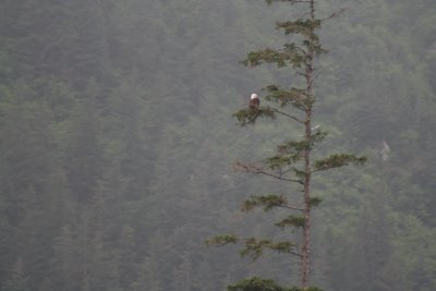 Solitary Eagle in the early mist