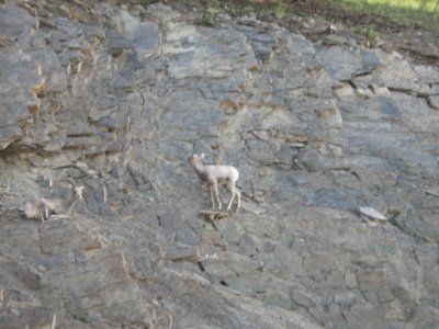 Baby Goats on Norquay Mtn