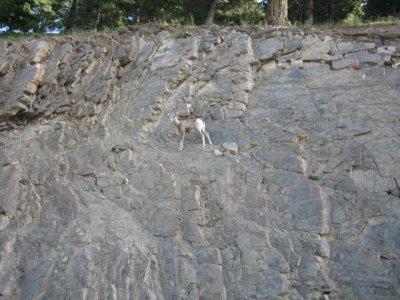 Baby goats on Norguay Mtn