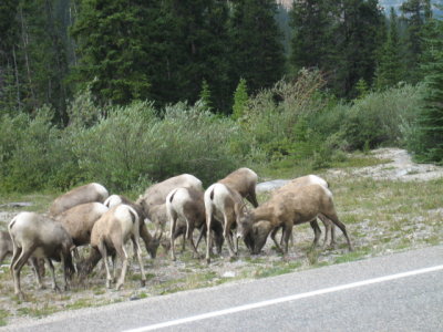 Wild Sheep along Icefields Hiway